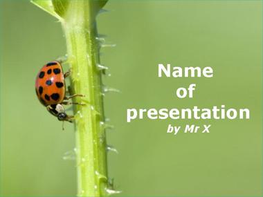 A ladybird on a branch Powerpoint Template image