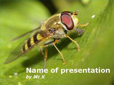 Hover bee on a leaf Powerpoint Template image