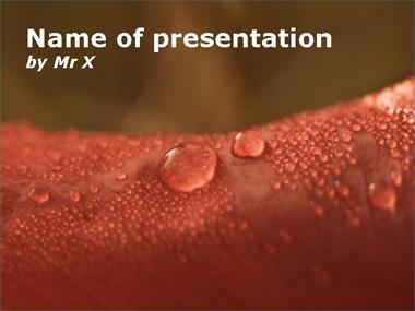 Water Drops on a red leaf Powerpoint Template image