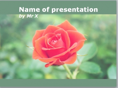 A Red Rose Powerpoint Template image