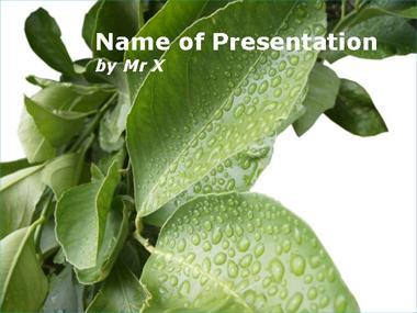 Water Drops on a plant Powerpoint Template image