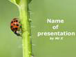 A ladybird on a branch Powerpoint Template