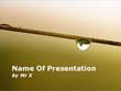 A Raindrop on a Stem Powerpoint Template