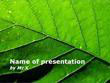The Green Leaf Powerpoint Presentation Template