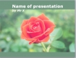 A Red Rose Powerpoint Template