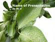 Water Drops on a plant Powerpoint Template