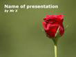 A Red Rose Powerpoint Presentation Template