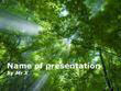 Light in the forest Powerpoint Presentation Template